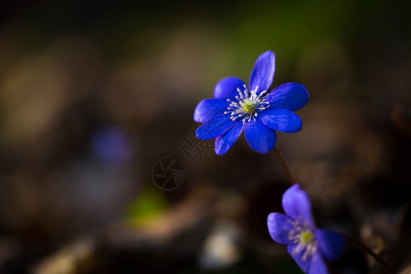 春光林中的蓝螺旋肝脏织花Hepaticano图片