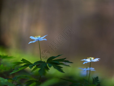 香芋丸子春天森林里的野花背景