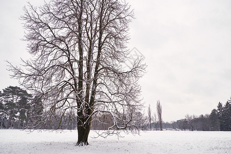 森林中的树木被白雪覆盖图片