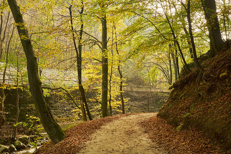 秋季深林路图片