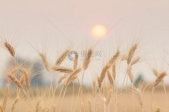 田野和日落中的大包图片