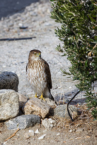 红尾鹰在地上寻找食物在加州图片