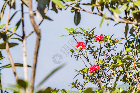 在泰国清迈DoiInthanon公园的KewMaePan自然道上的Rhododendronarbo背景图片