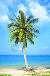 棕榈树与阳图片