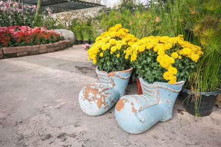 在花园里装饰着靴形花盆里的万寿菊图片