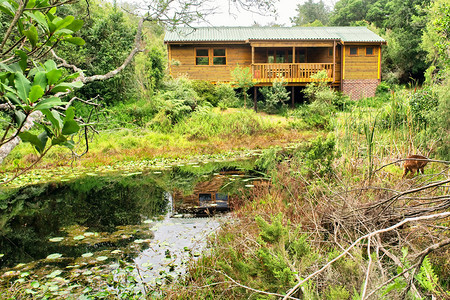 池塘旁边的森林房屋图片