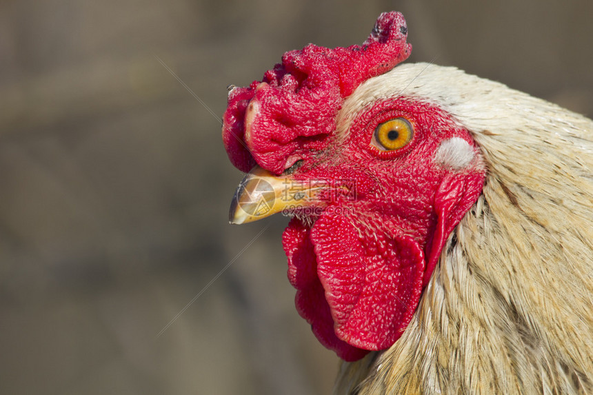 公羊对决红雀巅峰交锋谁将主宰赛场命运