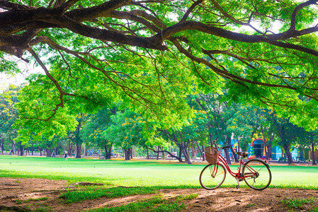 大树下绿草上的红色自行车图片