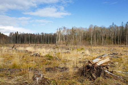 砍伐森林砍伐森林后有树桩的草地图片