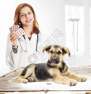 小狗和兽医图片