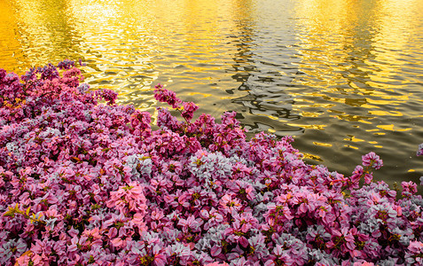 粉红布加维亚的花朵与图片