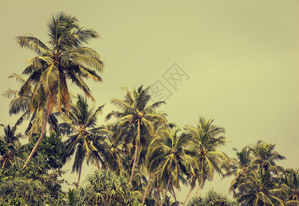 热带地区的椰子树和红树林色调效果图片