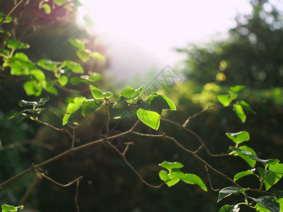 夏日有绿叶的树枝有直接光芒从森林中图片