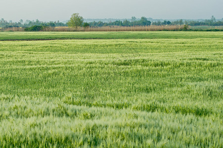 谷类大麦Horde图片