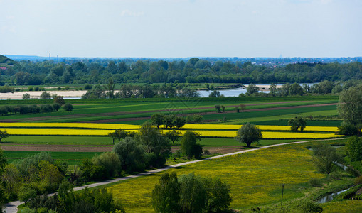 Janowiec地区Vistula河谷与开花油菜籽背景图片
