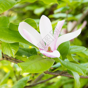 白色粉红木兰花以花展为中心图片
