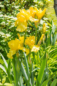 黄虹花朵在春天的花园中开花有图片