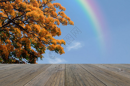 与彩虹在天空背景上的木图片