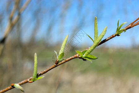 春天柳树的嫩芽和肾图片