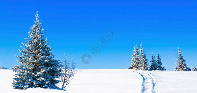 美丽的冬季风景有雪覆盖的松树和蓝天图片