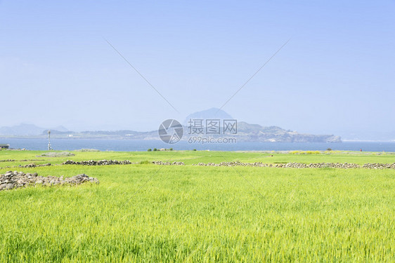 韩国济州岛Gapado岛绿色大麦田景色的Sanbangsan和Songaks图片