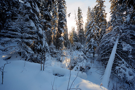 冬季森林中下雪树木覆盖的树图片