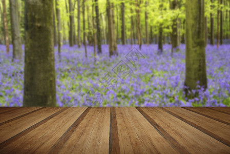 春林风景中美丽的蓝铃花地毯配有图片