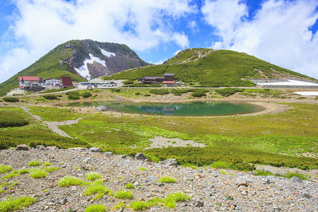 日本吉富长野阿尔卑山高原植物Norik图片