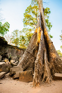 Angkor考古公园古老佛教塔普罗姆寺庙的建筑柬埔寨纪念碑暹粒图片