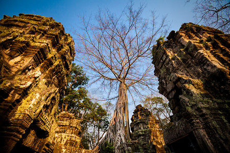 Angkor考古公园古老佛教塔普罗姆寺庙的建筑柬埔寨纪念碑暹粒图片