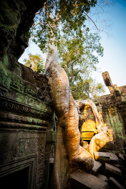 Angkor考古公园古老佛教塔普罗姆寺庙的建筑柬埔寨纪念碑暹粒图片