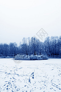 公园雪中枯黄的树木图片