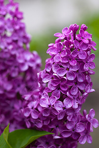 雨后的丁香花枝图片