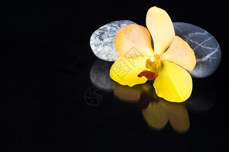 玄武岩石和兰花图片