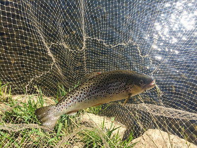 刚在网中捕获的大鳟鱼图片素材