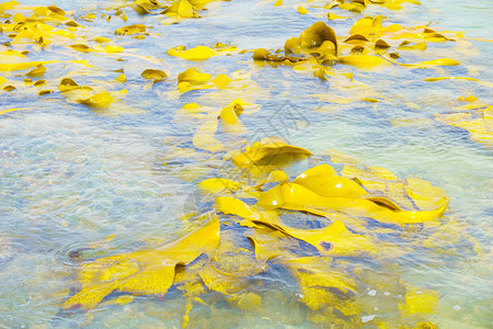 南岛StirlingPoint的巨藻Kelp在这些冷水中生长图片