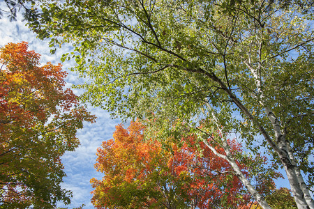 绿色叶子变成金红色橙色的树冠在奥科特尔Oc图片