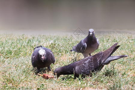 三只鸽子吃希腊肉图片