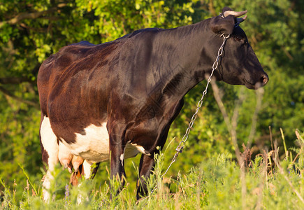 牧场里的黑牛乌克兰图片