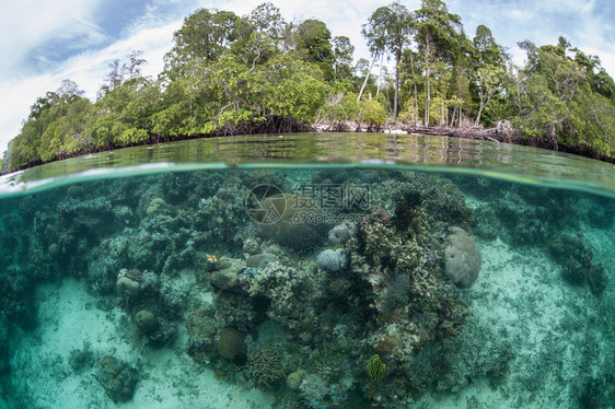 印度尼西亚四王群岛生长着健康而充满活力的珊瑚礁这个热带地区以其丰富的海洋生物多样和美丽健康的珊瑚礁而闻名偏远地区是水肺潜水者和浮图片