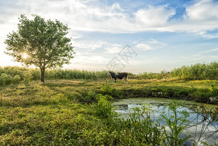 在绿草和傍晚天空的母牛图片