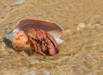 在贝壳的寄居蟹在沙滩上图片