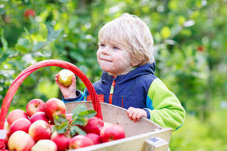 可爱有趣的蹒跚学步的男孩用红苹果推着木制手推车图片