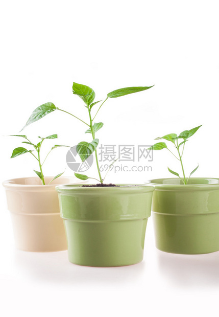白色背景中的小植物辣椒图片