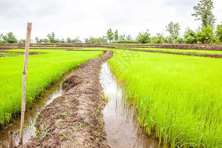 田里种植稻种大米需要站在水中才能生长图片