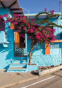 印度明亮的蓝色房子和开着红色花朵的树图片