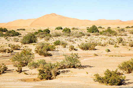 古老的化石在莫罗科沙哈拉沙漠和岩图片
