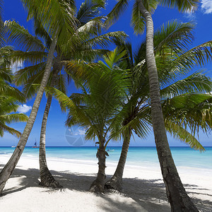 热带岛屿海滩清蓝水沙子和棕榈树美丽的度假地点休息处理和恢复部队图片