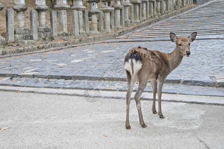 日本奈良古石路上的日本棕鹿图片
