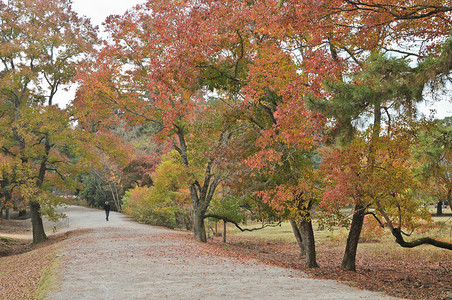 秋天日本禅园的宁静通道图片